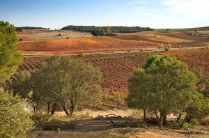 Vineyards in Spain's DO Toro region in Castilla y León