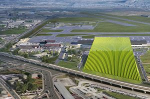 Florence airport's rooftop vineyard