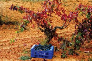 Vineyards owned by Linaje Garsea in DO Ribera del Duero, Spain