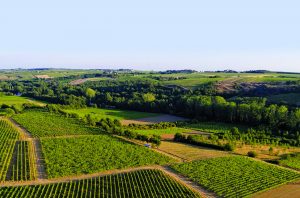 Anjou Chenin Blanc