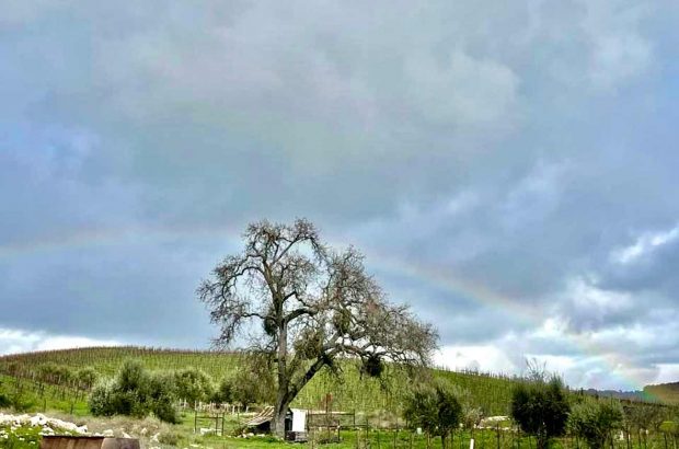 Rainbow over Tablas Creek.