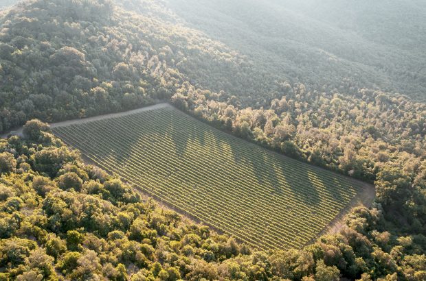 Sassicaia 2021