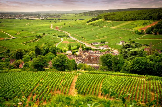 Burgundy vineyards