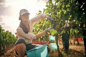 Picking grapes in Croatia's Istria region