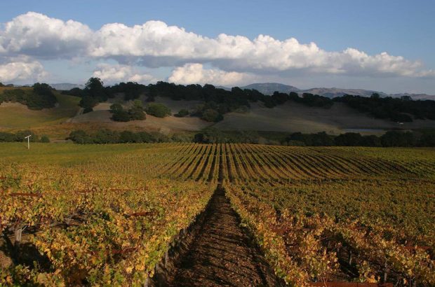 Sorì Tildìn vineyard, Barbaresco