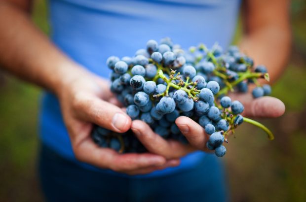 Hands holding bunch of wine grapes