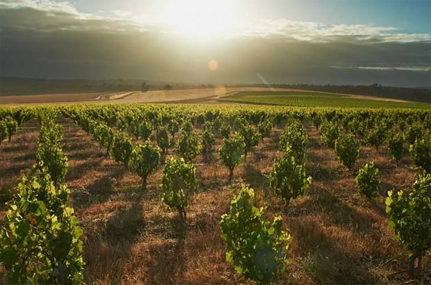 Great Southern wines