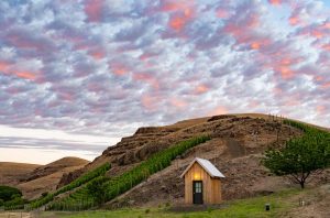 Image of a vineyard in Milton Freewater Oregon