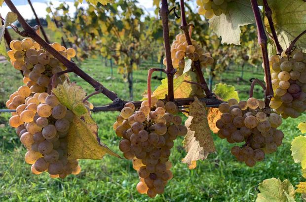 image of Riesling clusters