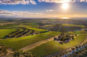 McLaren Vale Grenache