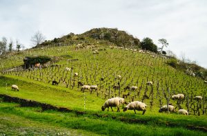 Belargus Les Treilles