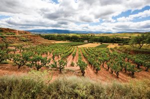 vineyards in Rioja