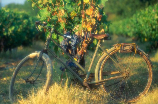 Bicycle in Provence estate vineyard at sunset