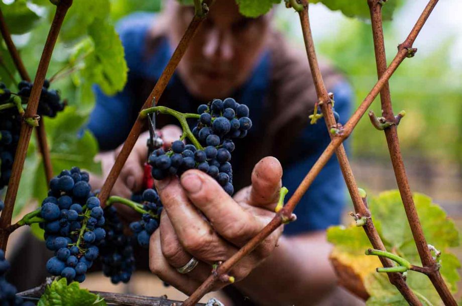 What does minimal intervention really mean? Decanter