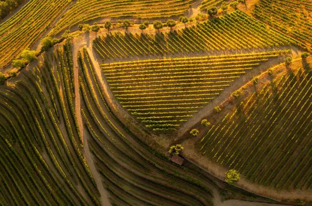 Aerial view of vineyards in the Douro Valley
