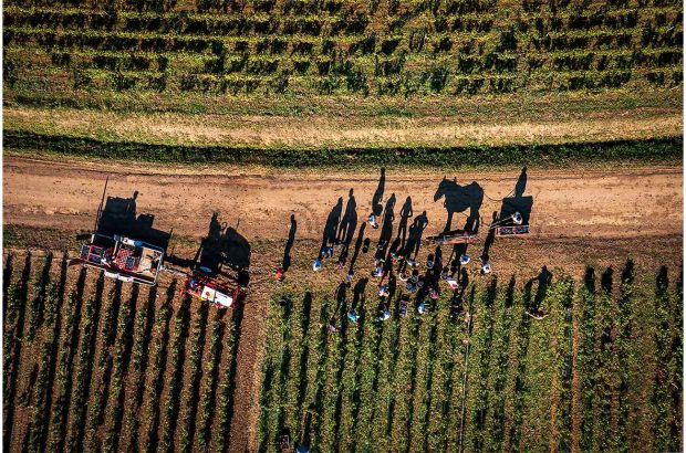 Thierry Gaudillère's photograph of tableau scene of harvest in Volnay, winner of Errazuriz Wine Photographer of Year 2024 award