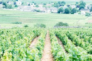beaune vineyards