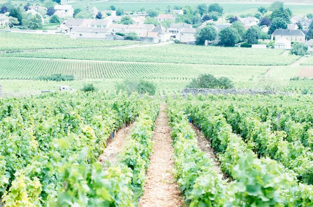 beaune vineyards