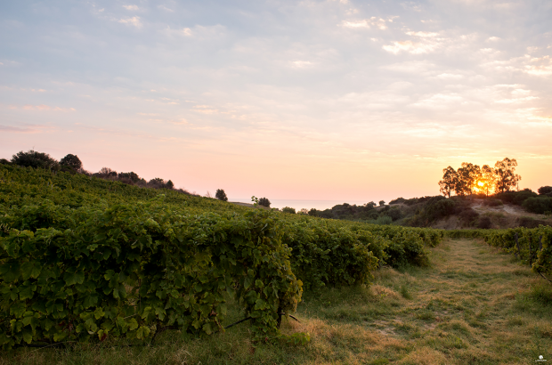 Cirò librandi_pitaffo_-_ph_luca_savettiere