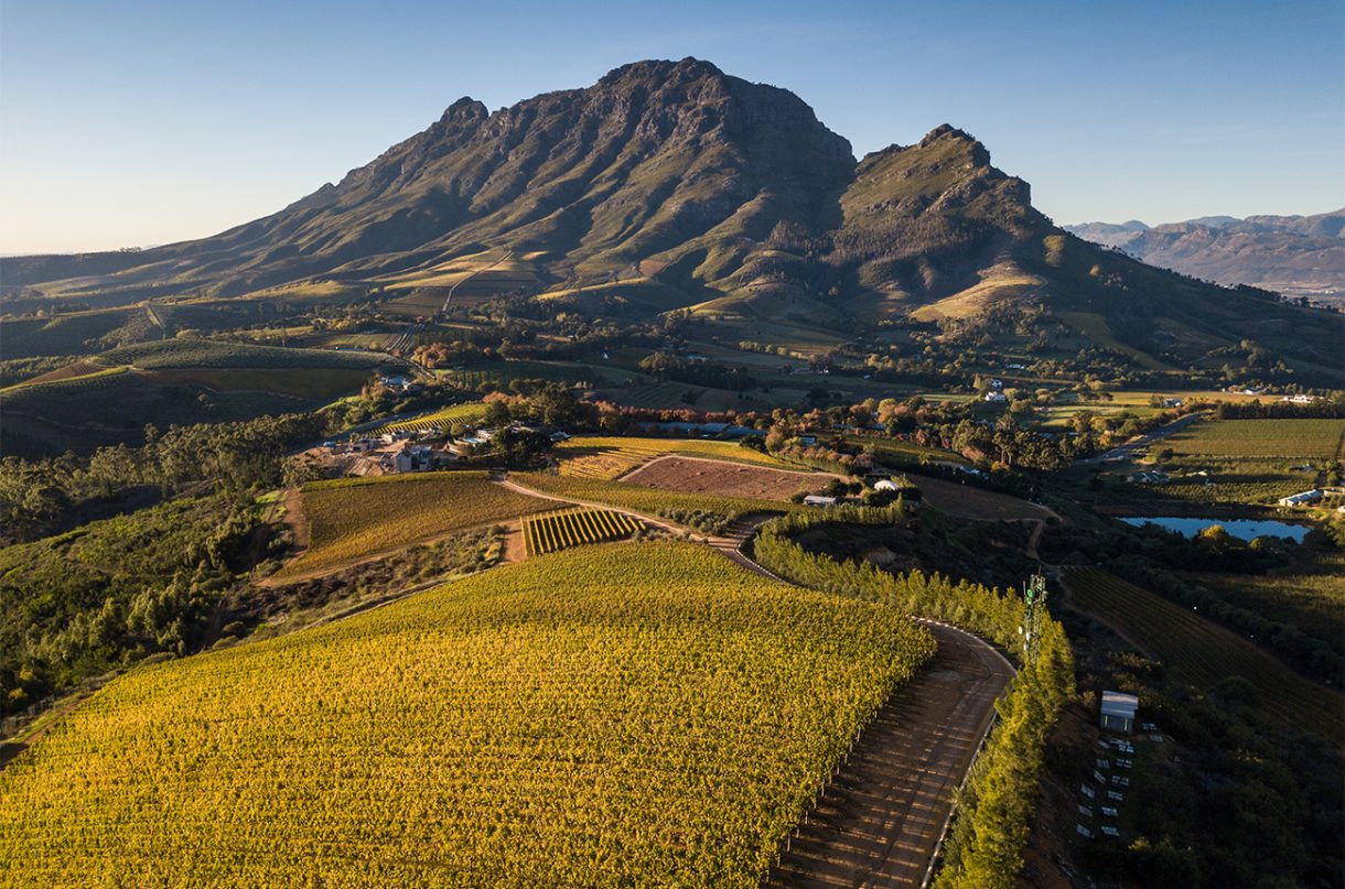 Stars of Stellenbosch Top South African wines unveiled Decanter
