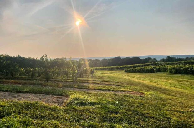 New York State 2023 vintage report