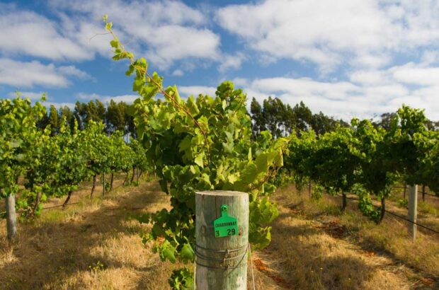 Chardonnay vines in Margaret River, Australia