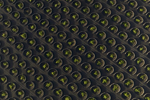 Lanzarote volcanic vineyards
