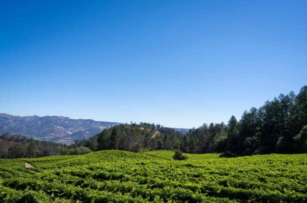 2021 Cabernet Spring Mountain and Mt Veeder