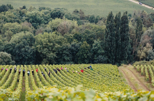 Champagne harvest 2024