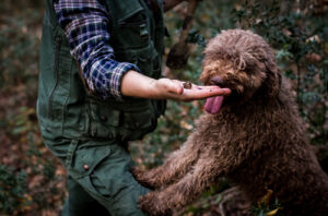 Istria unearthed - hunting truffles