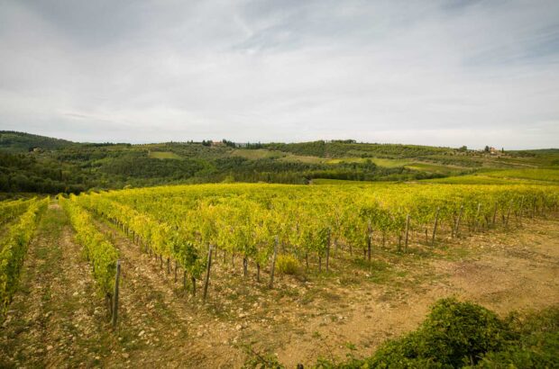 Vineyard scene in Chianti Classico