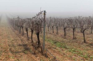 fog over vines