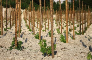 Crozes-Hermitage 2023