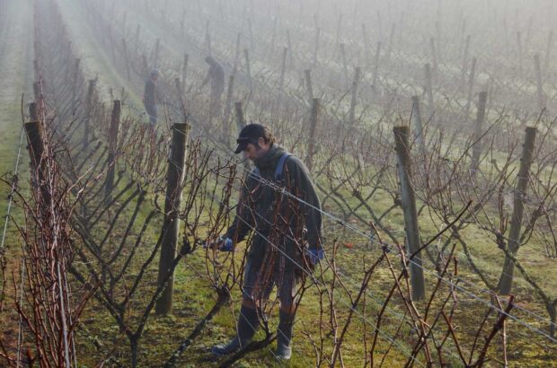 Pruning vines at Kumeu River New Zealand