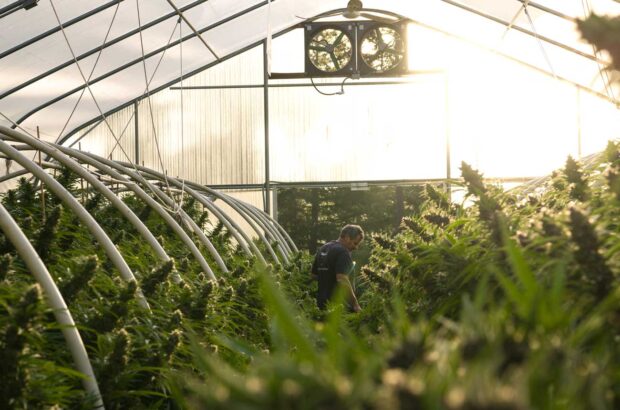 Cannabis grower Huckleberry Hills Farm in Humboldt County