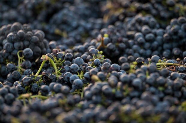 Image of Zinfandel grapes at harvest.