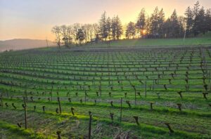 February wines