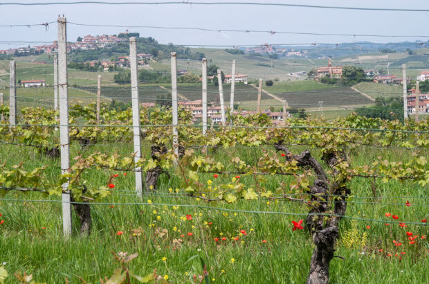In Annunziata with Verduno in the background_photo Michaela Morris Barolo 2021