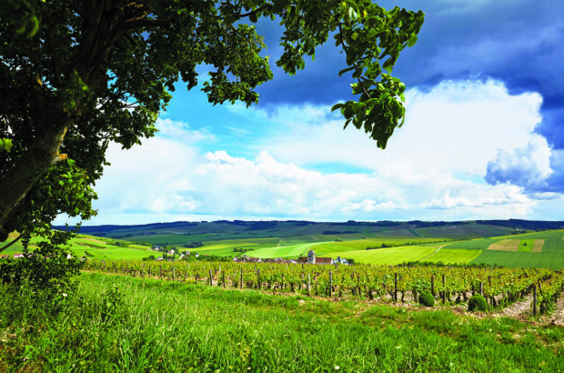 Grand Auxerrois Burgundy wines