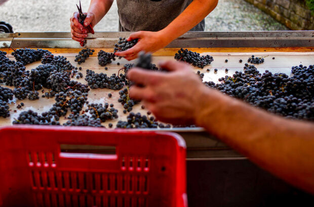 LEMACCHIOLE-VINI Cabernet in Italy Italian Cabernet