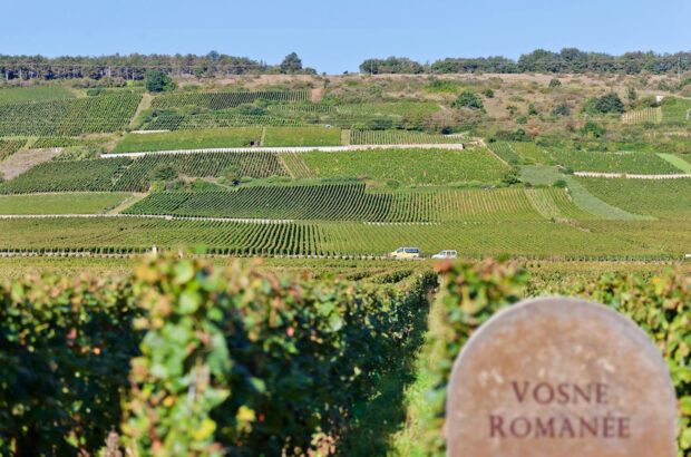 Burgundy vineyards