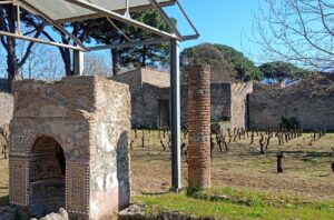 vineyard in Pompeii Archaeological Park