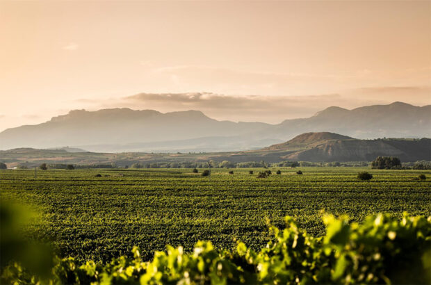 Rioja 2021 vintage