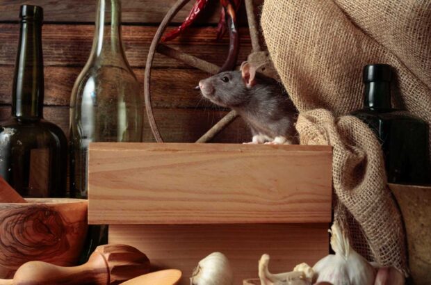 Rat with bottles and vegetables