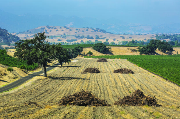 California wine glut
