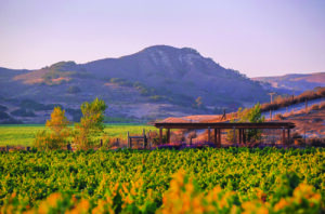 Santa Barbara Chardonnay