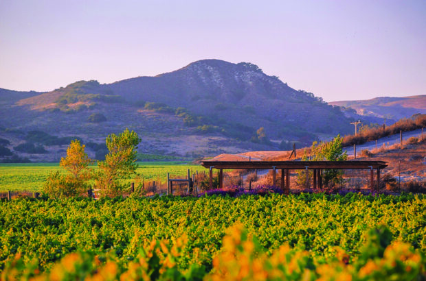Santa Barbara Chardonnay