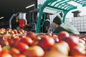 pressing apples