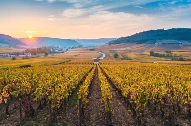 Burgundy vineyard