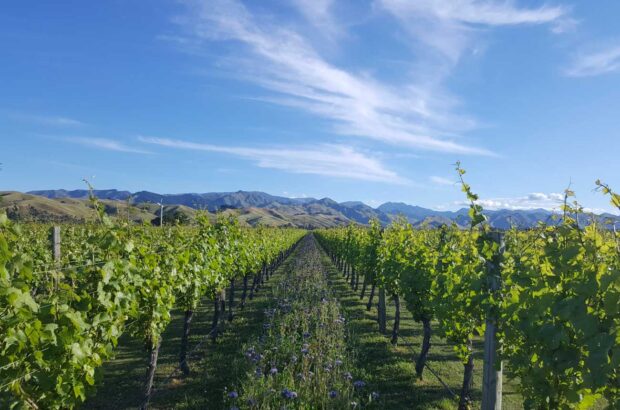 Lawson's Dry Hills vineyards, New Zealand.